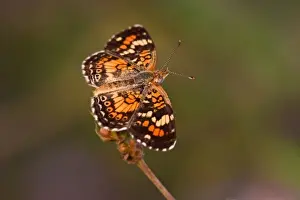 Birding Prints: Phaon Crescent (Phycoides phaon) butterfly sunning, early morning, Edinburg, Texas