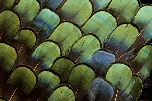 Pheasant body feather fan design