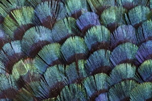 Pheasant body feather fan design