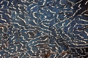 Pheasant Prints: Pheasant body feathers