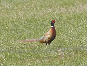 Images Dated 2022: Pheasant standing in grassy field