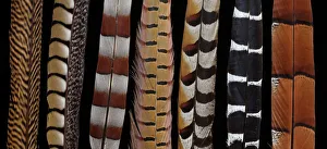 Pheasant Tail feathers all lined up