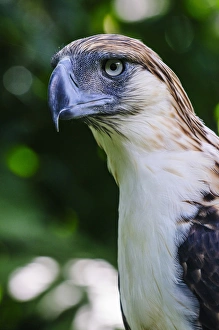 Images Dated 30th April 2012: Philippine Eagle (Pithecophaga jefferyi), also known as the Monkey-eating Eagle, Davao