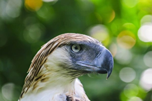 Captivity Prints: Philippine Eagle (Pithecophaga jefferyi), also known as the Monkey-eating Eagle, Davao