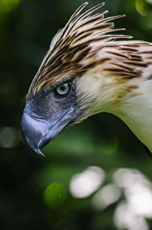 Philippine Eagle (Pithecophaga jefferyi), also known as the Monkey-eating Eagle, Davao