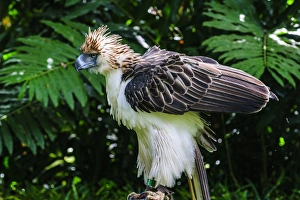 Images Dated 30th April 2012: Philippine Eagle (Pithecophaga jefferyi), also known as the Monkey-eating Eagle, Davao