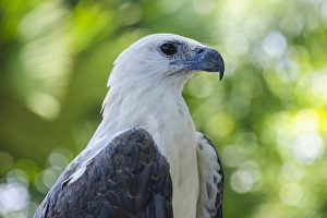 Images Dated 2nd May 2011: Philippine Eagle (Pithecophaga jefferyi), also known as the Monkey-eating Eagle, Davao