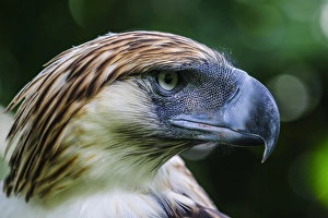 Images Dated 30th April 2012: Philippine Eagle (Pithecophaga jefferyi), also known as the Monkey-eating Eagle, Davao