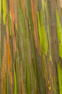 Images Dated 5th February 2015: Phillippines. Multi-colored bark of the Eucalyptus deglupta tree. AKA rainbow eucalyptus