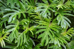 Images Dated 18th January 2020: Philodendron
