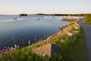 Jerry Marcy Monkman Prints: Phlox bloom on the shoreline of the harbor in Lubec, Maine