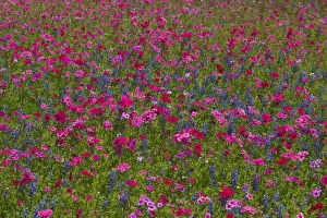 Images Dated 2nd April 2006: Phlox, Blue Bonnets and indian Paint Brush near Brenham Texas
