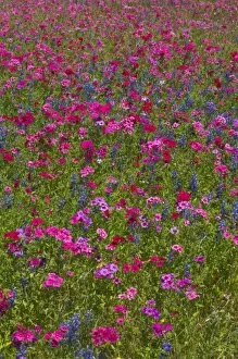 Images Dated 2nd April 2006: Phlox, Blue Bonnets and indian Paint Brush near Brenham Texas
