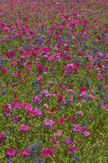 Images Dated 2nd April 2006: Phlox, Blue Bonnets and indian Paint Brush near Brenham Texas