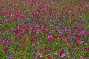 Images Dated 2nd April 2006: Phlox, Blue Bonnets and indian Paint Brush near Brenham Texas