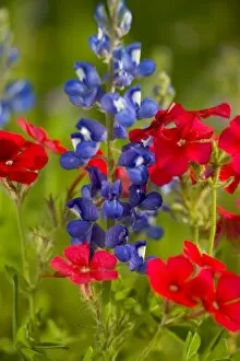 Images Dated 1st April 2005: Phlox and Blue Bonnets, Texas Hill Country
