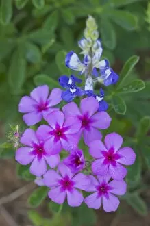 Images Dated 31st March 2006: Phlox and Blue Bonnets, Texas Hill Country