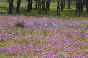 Images Dated 1st April 2005: Phlox and Oak Trees in Springtime near Nixon Texas
