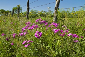 Images Dated 23rd March 2012: Phlox (Phlox sp. ) blooming on roadside, Texas, spring