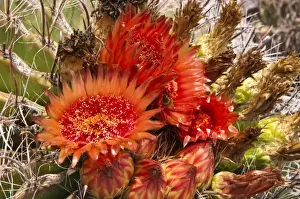 Images Dated 10th October 2009: Phoenix, Arizona. Barrel Cactus at the Desert Botanical Garden