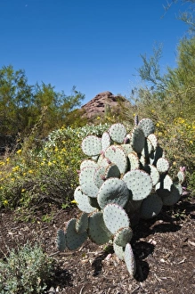 Images Dated 11th October 2009: Phoenix, Arizona. Cactus at the Desert Botanical Garden