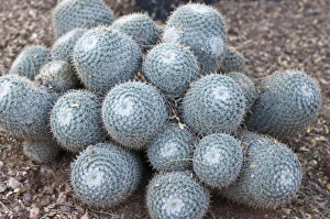 Images Dated 10th October 2009: Phoenix, Arizona. Cactus at the Desert Botanical Garden