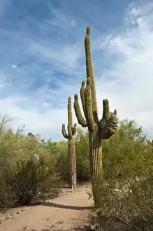 Images Dated 10th October 2009: Phoenix, Arizona. Saguaro cactus in Desert Botanical Garden