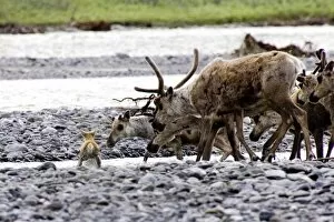 Photo of a Caribou calf crossing the Kongakut River in the Arctic National Wildlife Refuge