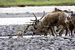 Gravel Prints: Photo of a Caribou calf crossing the Kongakut River in the Arctic National Wildlife Refuge