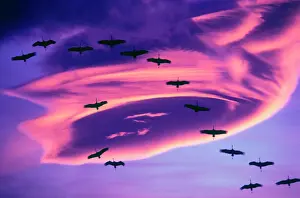 Tom Haseltine Prints: A photo composite of Sandhill cranes in flight and a lenticular cloud formation over Mt