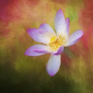 A photo painting of a waterlily