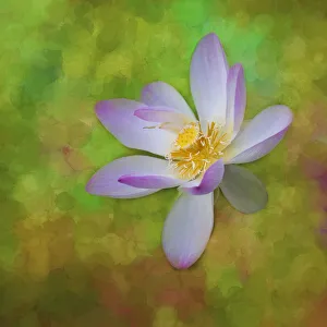 Images Dated 17th June 2020: A photo painting of a waterlily