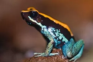 Phyllobates vittatus, a poison arrow frog endemic to Costa Rica, photograph taken