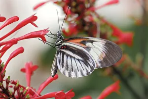 Pollinator Prints: Piano key or Postman butterflies