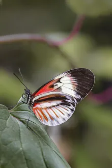 Piano key or Postman butterflies