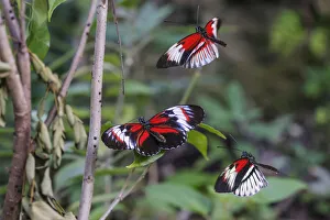 Pollinator Prints: Piano key or Postman butterflies flying