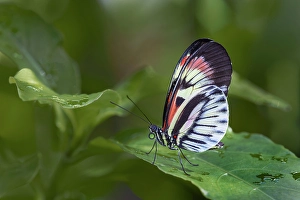 Butterfly Prints: Piano key or Postman butterfly