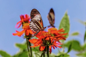 Butterfly Prints: Piano key or Postman butterfly