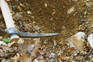 Images Dated 24th May 2007: A pick scratching the soil pointing to a truffle at La Truffe de Ventoux truffle farm