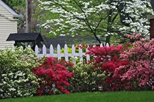 Pickett fence, azaleas, and flowering dogwood tree (Cornus Florida) Audubon Park neighborhood