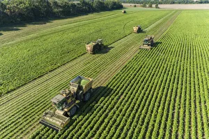 Harvest Prints: Picking green beans during the green bean harvest, Mason County, Illinois