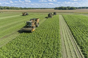 Images Dated 9th June 2021: Picking green beans during the green bean harvest, Mason County, Illinois