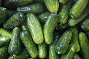 Pickling Cucumbers for sale at a Farmers Market, Charleston, South Carolina. USA Pickling Cucumbers for sale at a Farmers Market, Charleston, South Carolina. USA