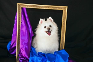 Caring Prints: A picture of an American Eskimo Dog