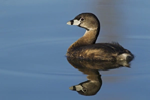 Grebe Prints: Pie-billed Grebe