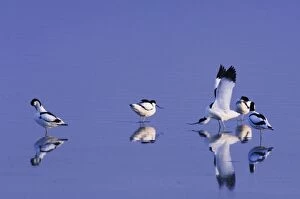 Pied Avocet, Recurvirostra avosetta, adults preening, National Park Lake Neusiedl