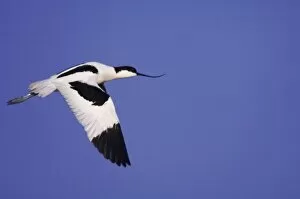 Images Dated 19th April 2007: Pied Avocet, Recurvirostra avosetta, adult in flight, National Park Lake Neusiedl