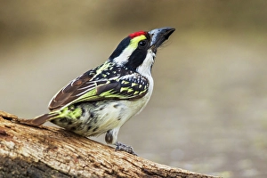 Barbet Prints: Pied barbet preparing to get a drink at a water hole in southern Africa