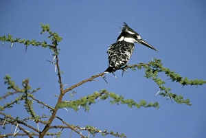 Pied Kingfisher, (Ceryle rudis), on riverside perch, Okavango Delta, Botswana