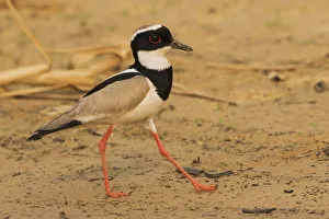 Shorebird Prints: Pied lapwing strolling the rivers edge